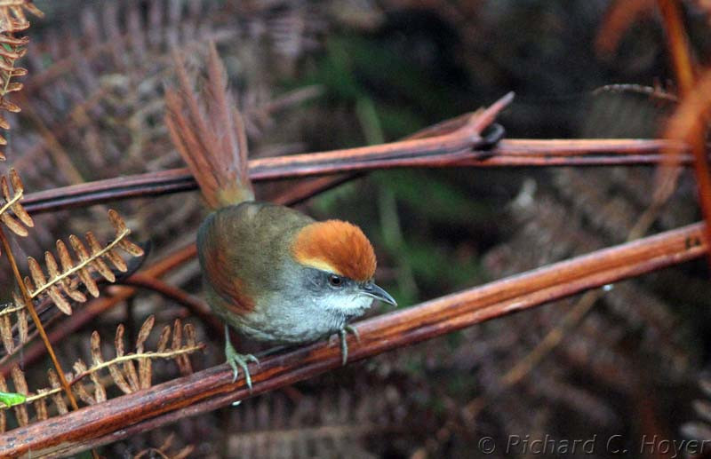 … while the Rufous-capped Spinetail’s squeaky calls are often heard from dense understory along our birding trails.